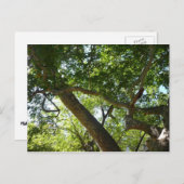 Carte Postale Sycamore Tree Nature verte (Devant / Derrière)