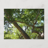 Carte Postale Sycamore Tree Nature verte (Devant)