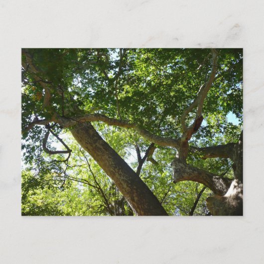 Carte Postale Sycamore Tree Nature verte (Devant)