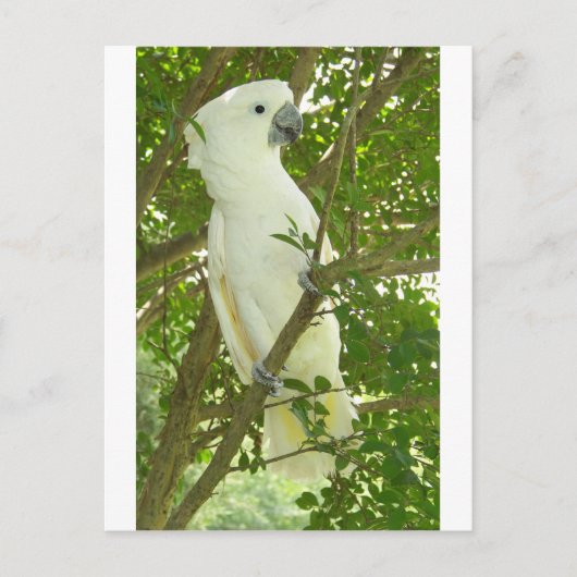 Carte Postale Sydney Cockatoo (Devant)