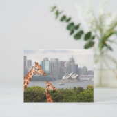 Carte postale Sydney Giraffe (Debout devant)