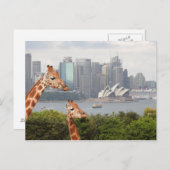 Carte postale Sydney Giraffe (Devant / Derrière)