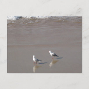 Carte Postale Sydney Mouette avec Photographie de plage d'eau