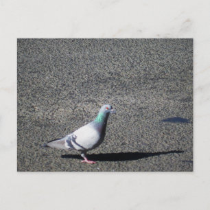 Carte Postale Sydney Pigeon Photographie de la faune australienn