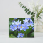 Carte Postale Sylvatica de Myosotis - myosotis des marais (Debout devant)