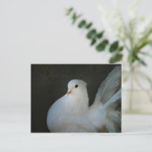 Carte Postale Symbole de paix de la colombe blanche (Debout devant)