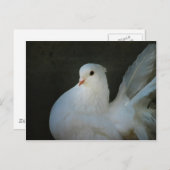 Carte Postale Symbole de paix de la colombe blanche (Devant / Derrière)