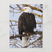 Carte Postale Symbolisme de l'aigle (Devant)