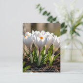 Carte Postale Symbolisme du crocus (Debout devant)
