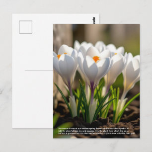 Carte Postale Symbolisme du crocus