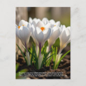 Carte Postale Symbolisme du crocus (Devant)