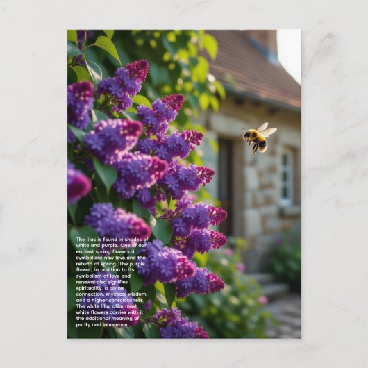 Carte Postale Symbolisme du lilas (Devant)