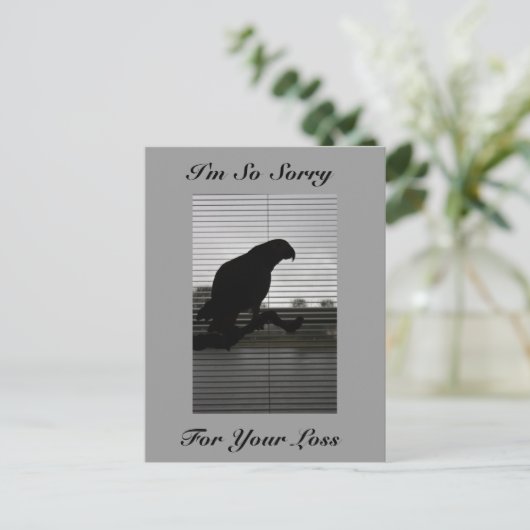 Carte postale Sympathy Grey Parrot (Debout devant)