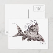 Carte postale Synodontis eupterus Catfish (Devant / Derrière)
