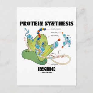 Carte Postale Synthèse des protéines à l'intérieur (biologie cel