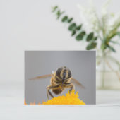 Carte Postale Syrphidae (Debout devant)