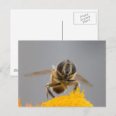 Carte Postale Syrphidae (Devant / Derrière)
