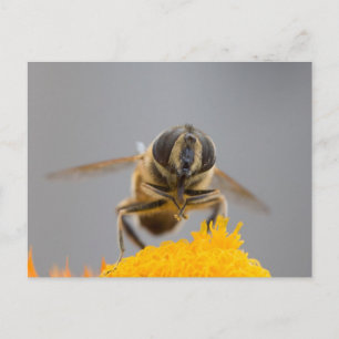 Carte Postale Syrphidae