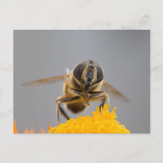 Carte Postale Syrphidae (Devant)
