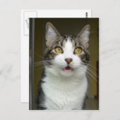 Carte Postale Syrus Shocked 0001 (Devant / Derrière)