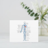 Carte postale Système circulatoire humain des vein (Debout devant)