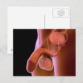 Carte Postale Système de reproduction chez les hommes humains 4 (Devant / Derrière)