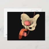 Carte Postale Système de reproduction masculine 2 (Devant / Derrière)