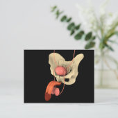 Carte Postale Système de reproduction masculine 2 (Debout devant)