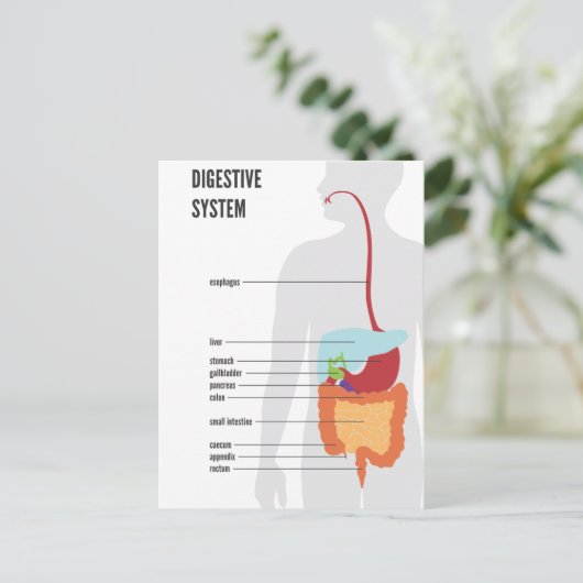 Carte Postale Système digestif (Debout devant)