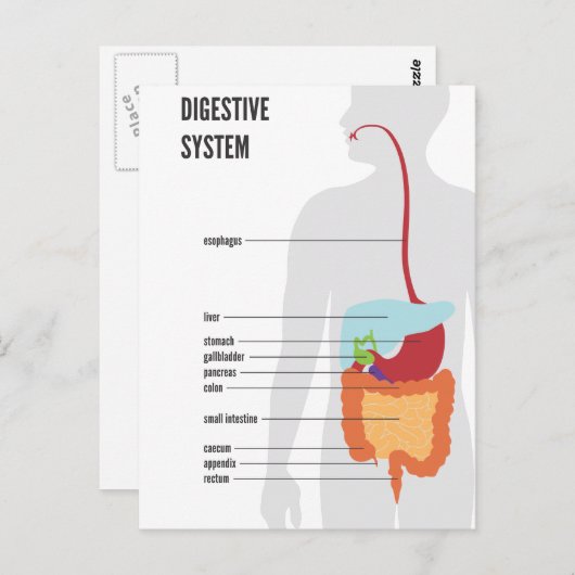 Carte Postale Système digestif (Devant / Derrière)