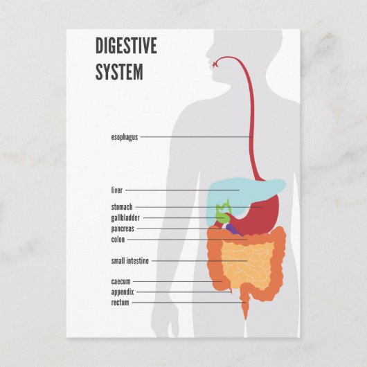 Carte Postale Système digestif (Devant)
