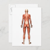 Carte Postale Système musculaire féminin, Vue arrière (Devant / Derrière)
