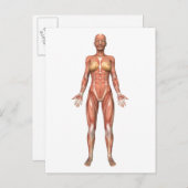 Carte Postale Système musculaire féminin, Vue avant (Devant / Derrière)