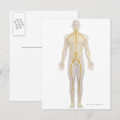 Carte Postale Système nerveux humain 2 (Devant / Derrière)