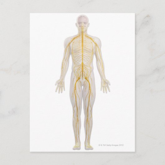 Carte Postale Système nerveux humain 2 (Devant)