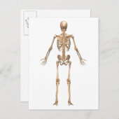 Carte Postale Système Skeletal humain, Vue arrière (Devant / Derrière)