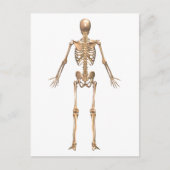 Carte Postale Système Skeletal humain, Vue arrière (Devant)