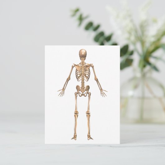 Carte Postale Système Skeletal humain, Vue arrière (Debout devant)
