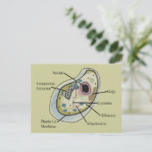 Carte Postale T-shirts en biologie cellulaire humaine (Debout devant)