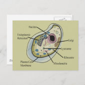 Carte Postale T-shirts en biologie cellulaire humaine (Devant / Derrière)
