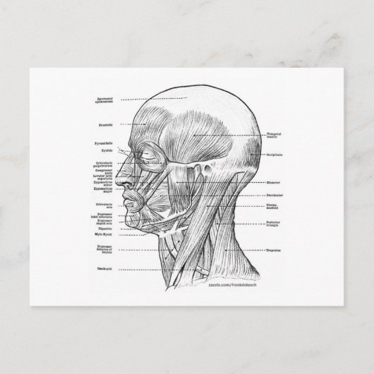 CARTE POSTALE T-SHIRTS ET CADEAUX D'ANATOMIE EN TÊTE ET COU (Devant)