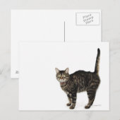 Carte Postale Tabat mâle domestique debout (Devant / Derrière)