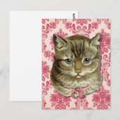 Carte Postale Tabby (Devant / Derrière)