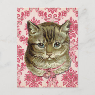 Carte Postale Tabby