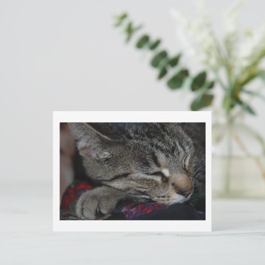 Carte postale Tabby (Debout devant)