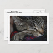 Carte postale Tabby (Devant / Derrière)