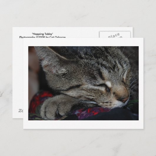Carte postale Tabby (Devant / Derrière)