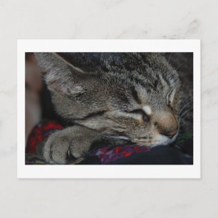 Carte postale Tabby
