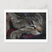 Carte postale Tabby (Devant)