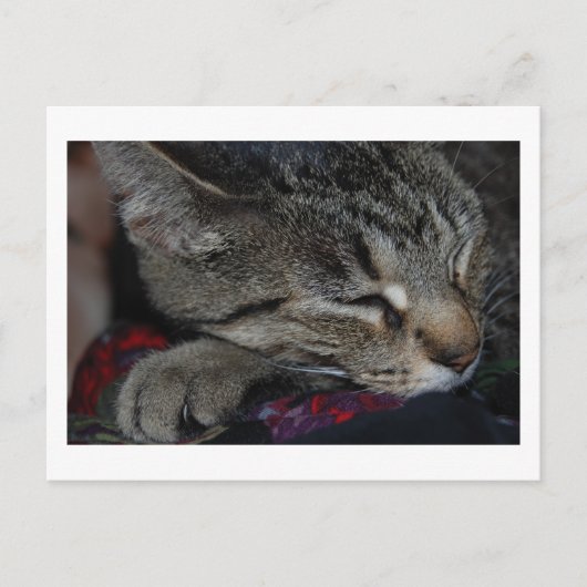 Carte postale Tabby (Devant)